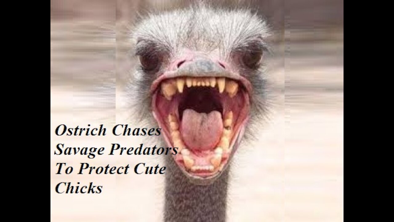 Ostrich Chases Savage Predators to Protect Cute Chicks