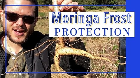 Moringa Frost Protection in Florida! Cover Seedlings & Cuttings in the Orchard Winter Solstice 2022