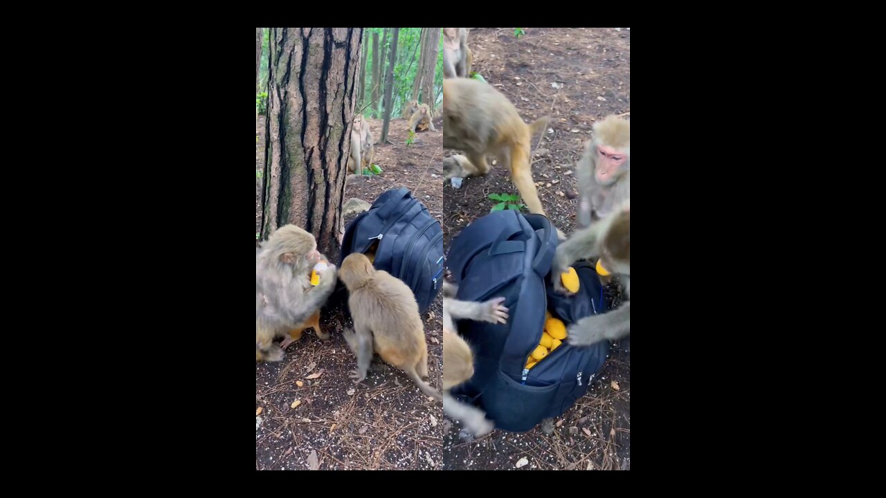 See how monkeys are fighting alone? l Munching Monkeys: A Mango Feast"