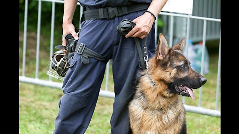 Guard Dog Training - Step by Step in training a security Dog