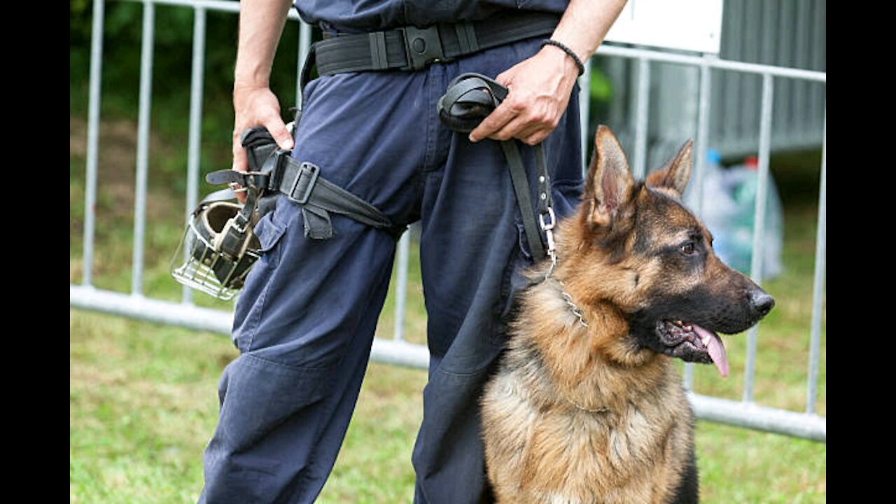 Guard Dog Training - Step by Step in training a security Dog