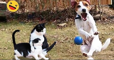 Funny Dogs And Cats Videos 2024 😅 - Best Funniest Animal Videos Of The week