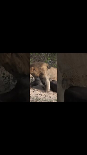 Lion Struggles To Move His Prey #shorts