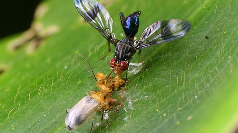 Pair of colorful rainforest bugs enjoy breakfast together