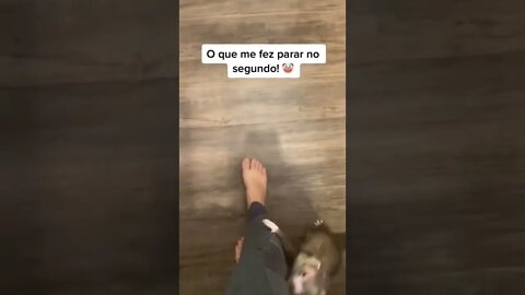 animais engracados 1 #shorts