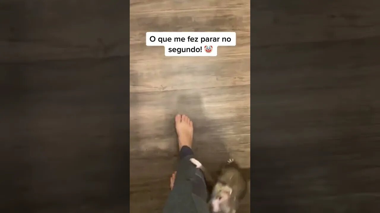 animais engracados 1 #shorts