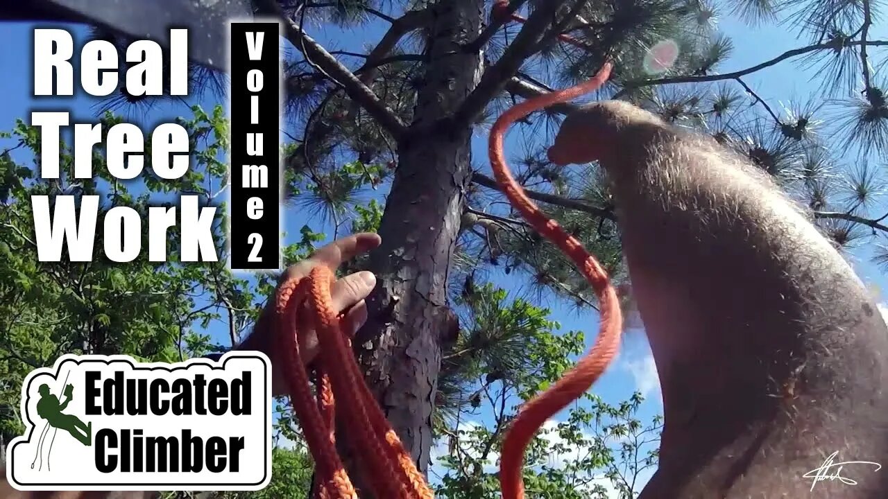 Real Tree Work Vol. 2 | Arborist Climbing & Rigging Adventures | 2019