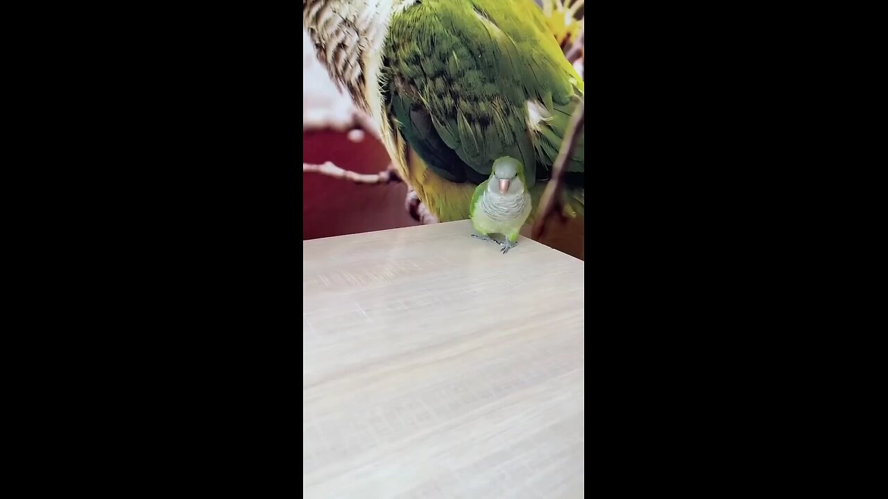 smart parrot training