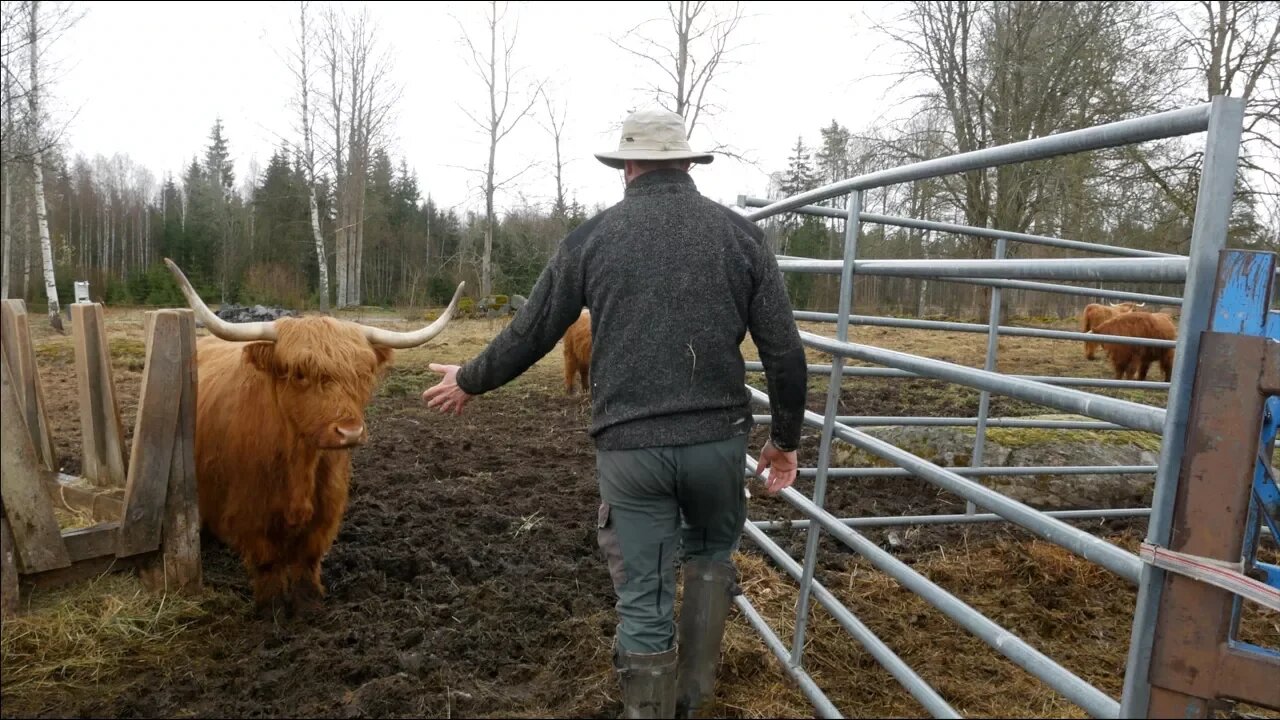 How To Handle A Highland Bull