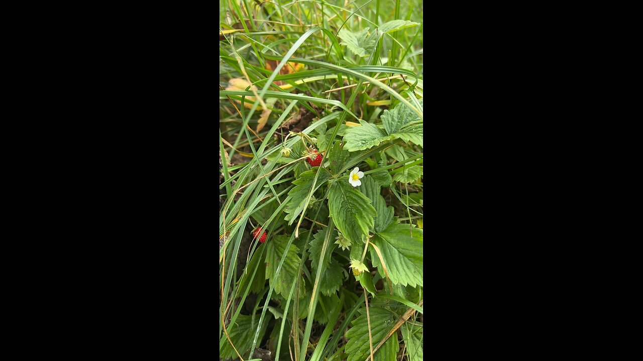 Maasikad septembrikuu eelviimasel päeval. 🍓🍓🍓