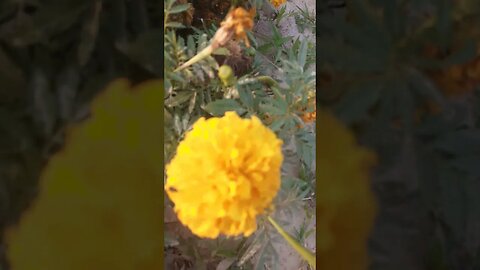 Orange flowers, MashAllah