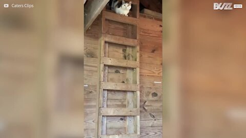 Ce chat descend les échelles tel un être humain