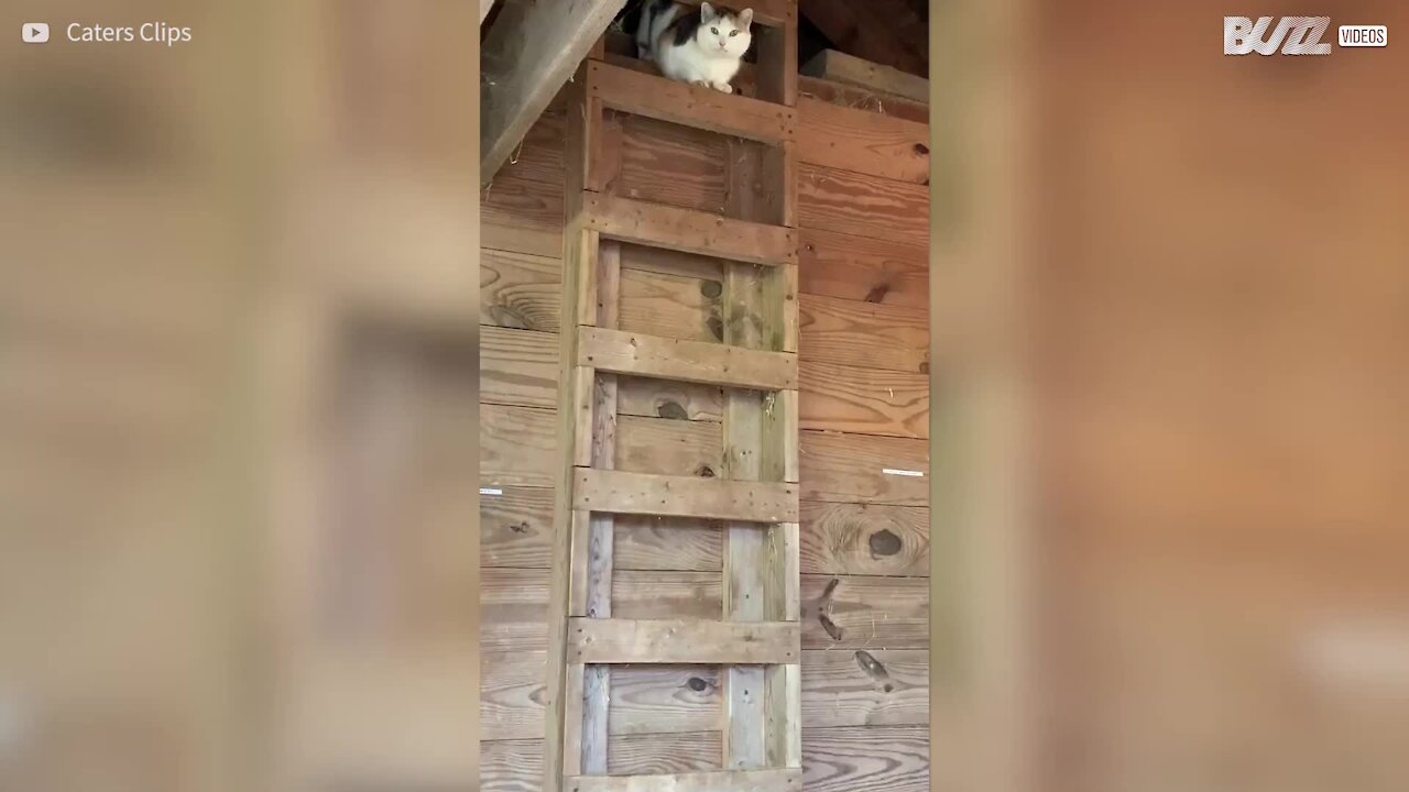 Ce chat descend les échelles tel un être humain