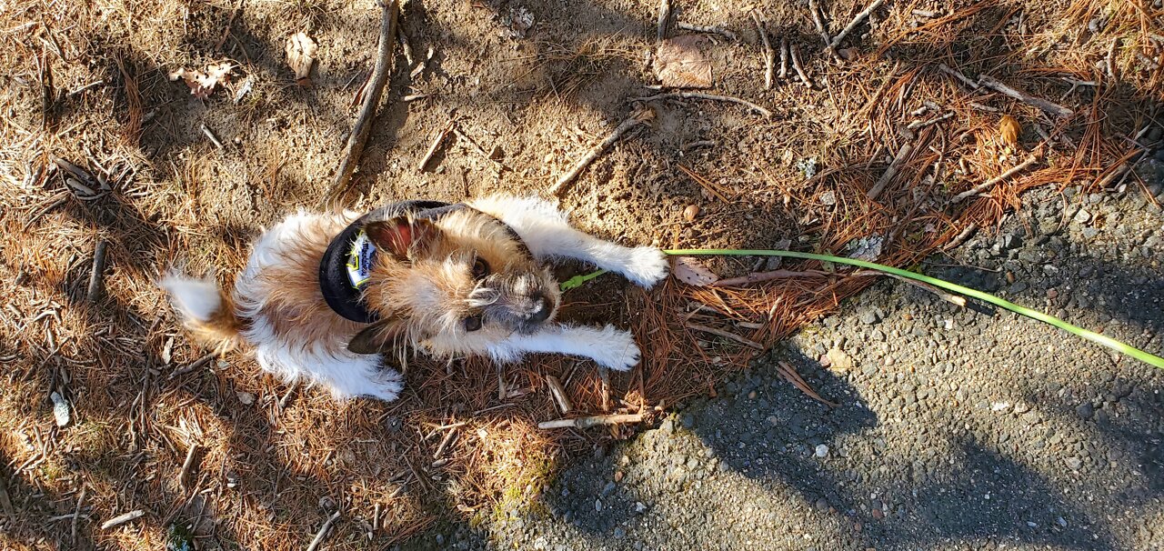 Leaf Monsters do Exist