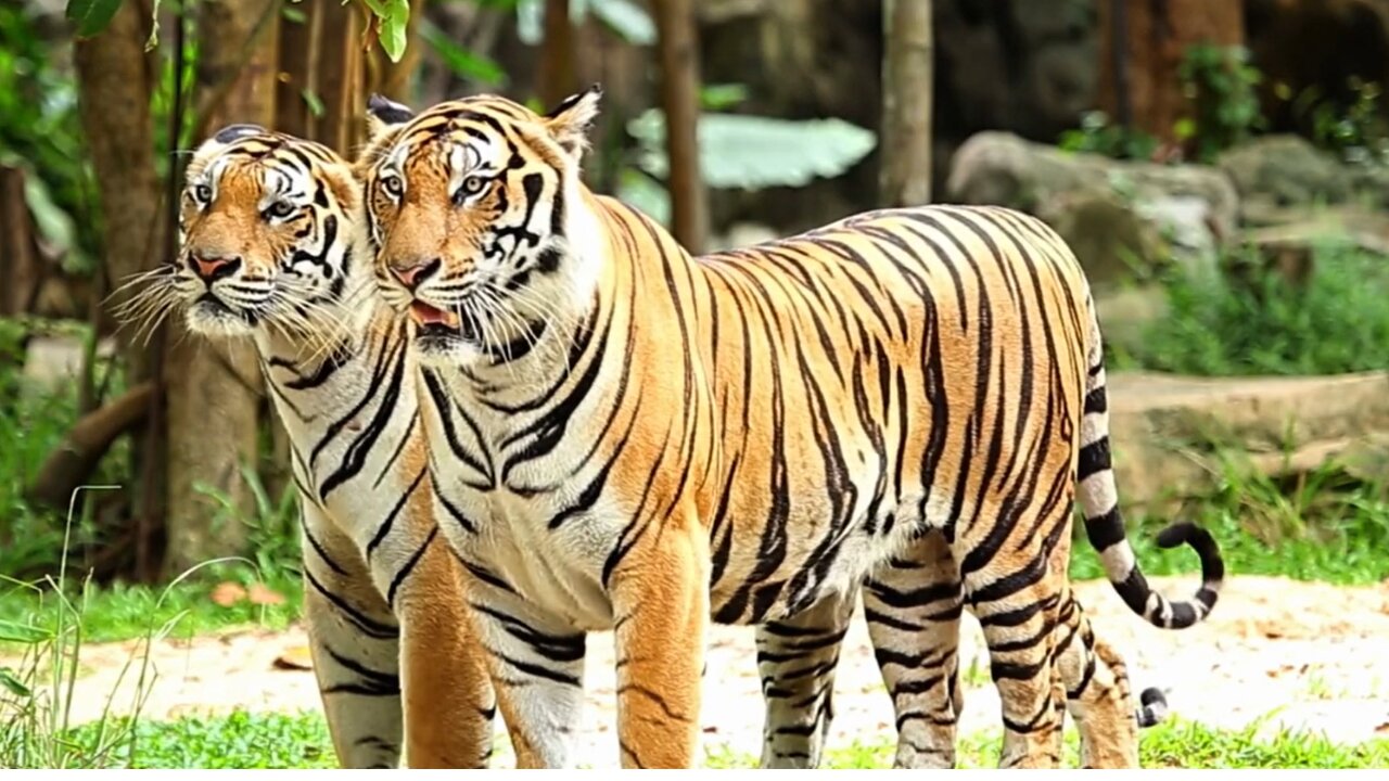 tigers feline stripes mammal wildlife jungle