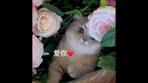送你小貓花籃#shorts