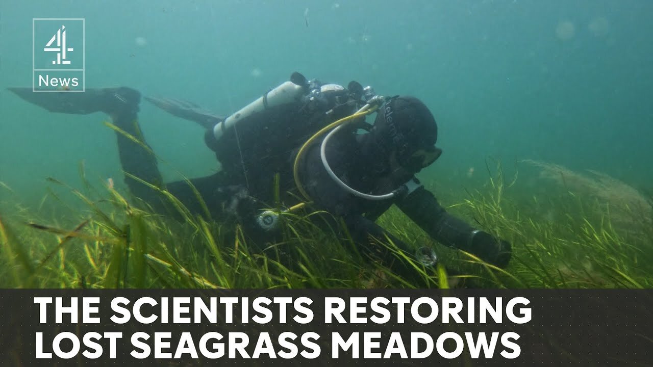 Seagrass meadows: Britain's most important and threatened habitat