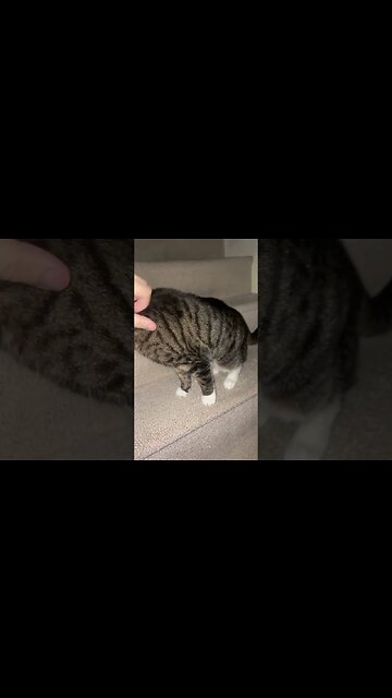 Petting my Cute Cat on the stairs