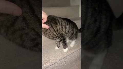 Petting my Cute Cat on the stairs