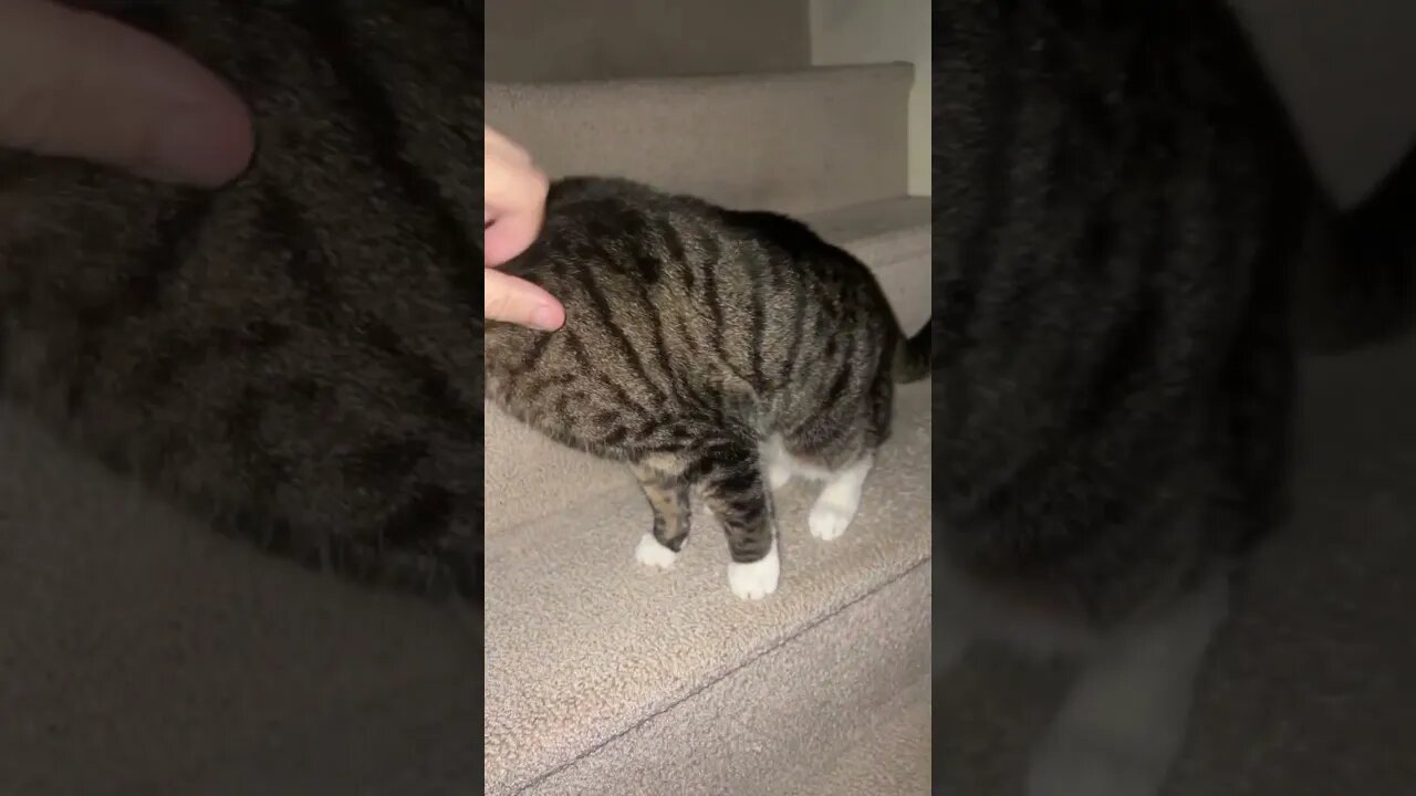 Petting my Cute Cat on the stairs