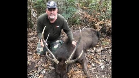 The Retired Sambar Hunter