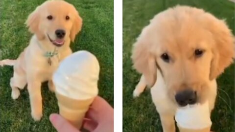 Cute dog eats ice cream