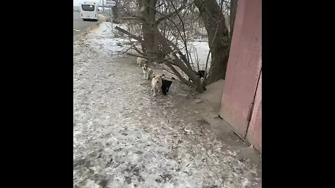 Feeding Homeless Puppies Lipetsk Russia