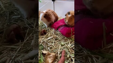 Guinea pig popcorn after arguing