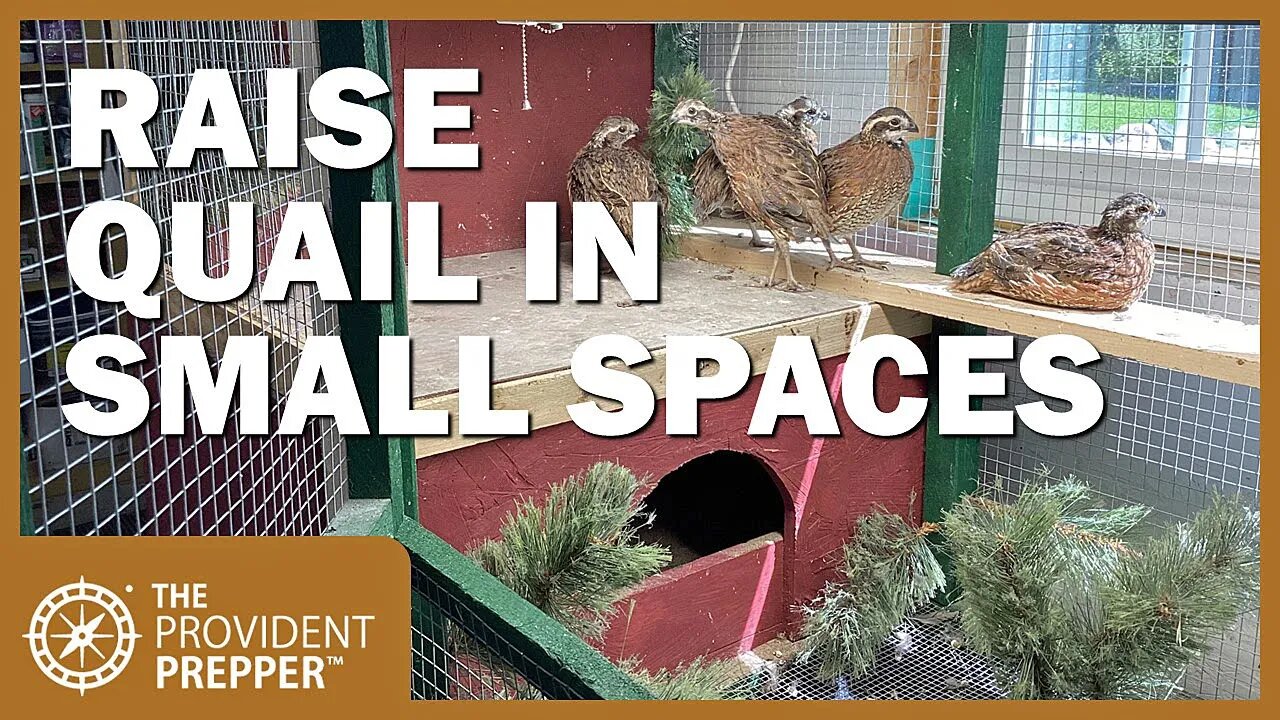 How to Raise Quail in Indoors in Small Spaces