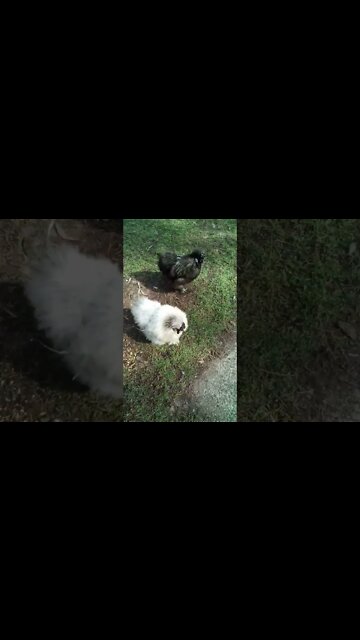 Silkie Roosters out on the grass