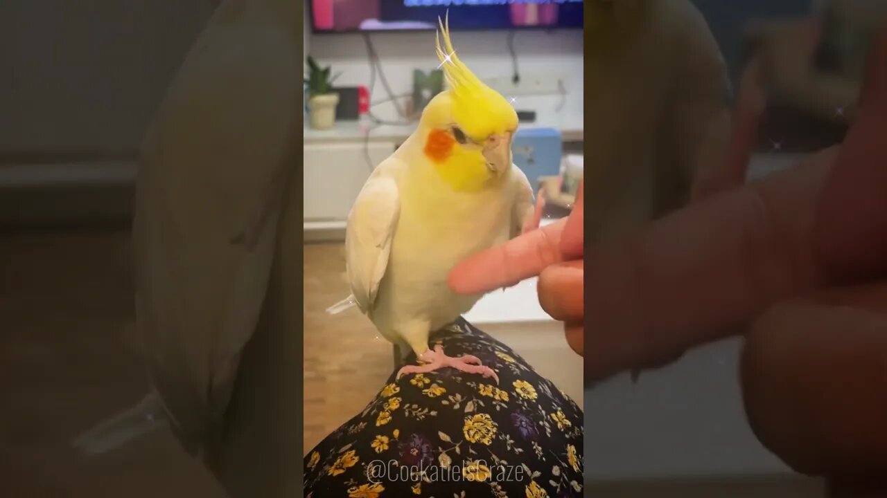 Fun time with cockatiel |Cockatiels Craze