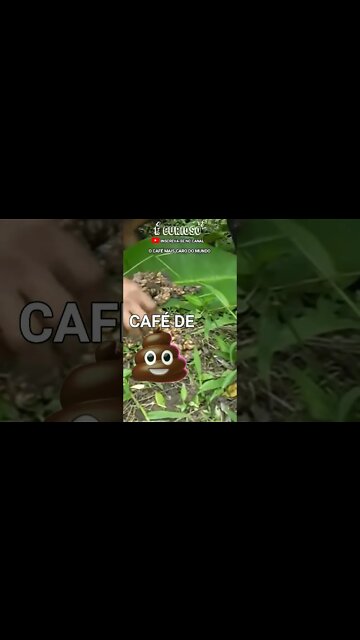 CAFÉ DE COCÔ DE GATO - O Café mais caro do mundo #shorts