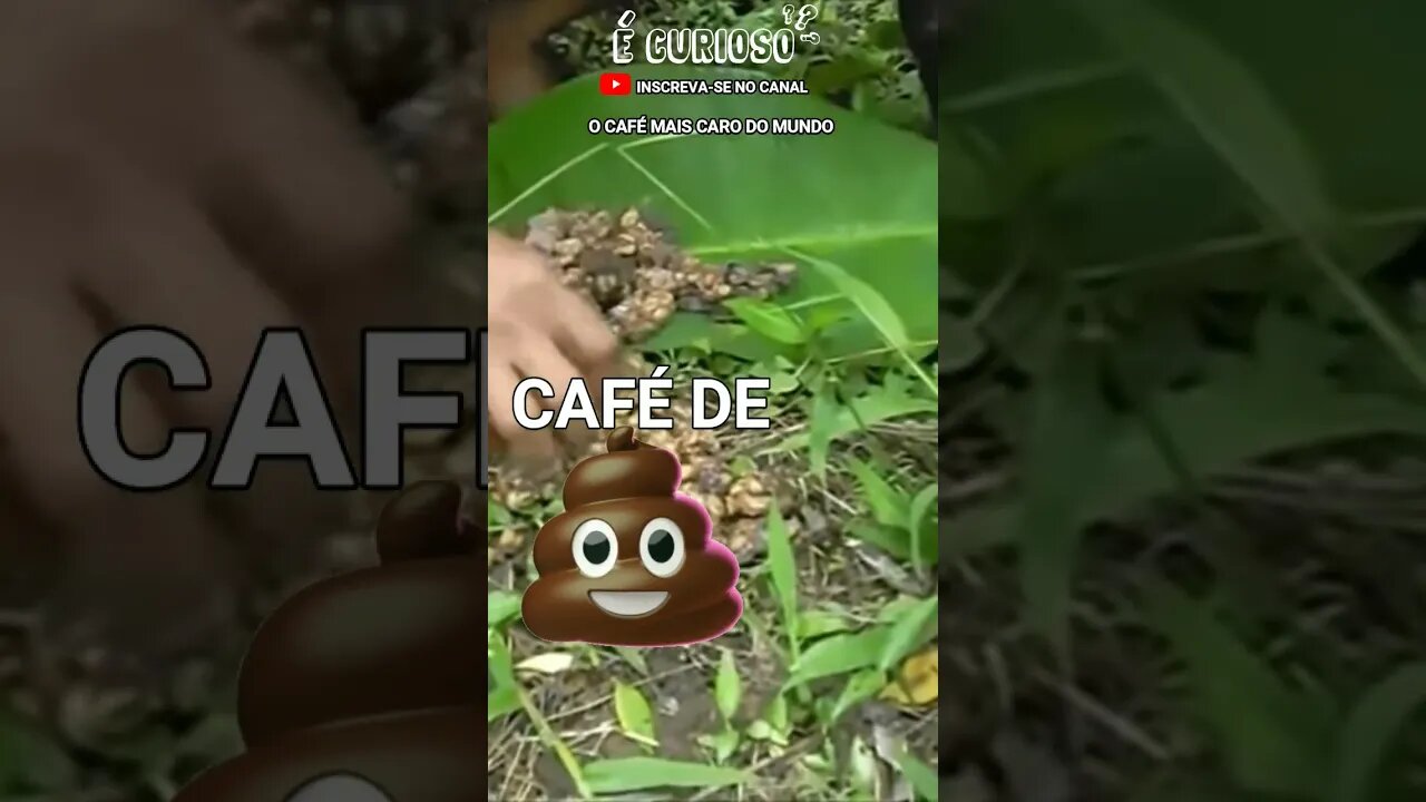 CAFÉ DE COCÔ DE GATO - O Café mais caro do mundo #shorts