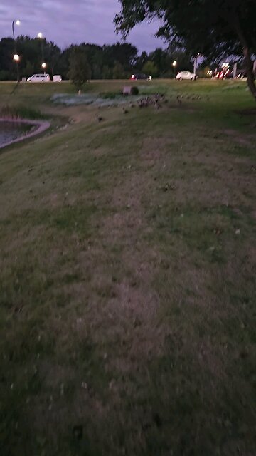 What are the Geese Watching?