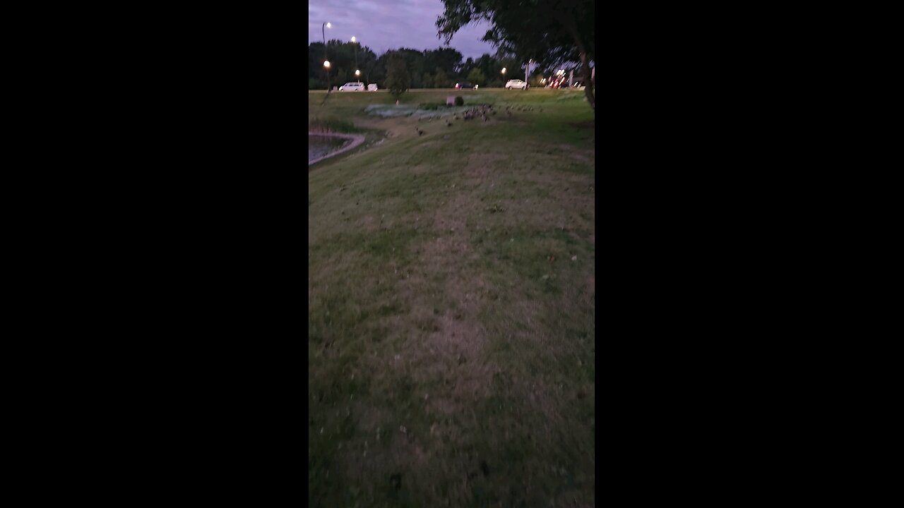 What are the Geese Watching?