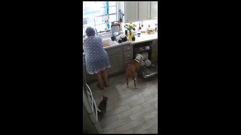 funny videos