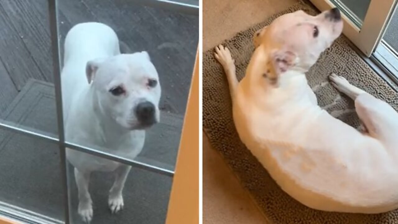 Smart pit bull gets her paws cleaned before coming inside