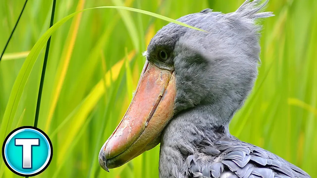 Shoebill | World's Weirdest Animals