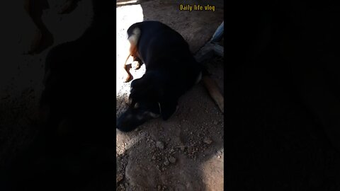 The dog was chained for being too naughty