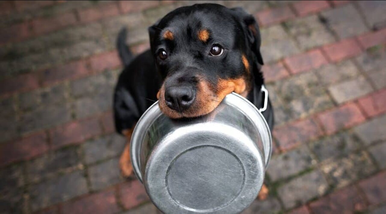 Rottweiler wants his father's food but is too shy to ask for it