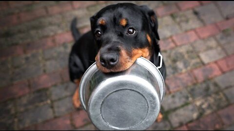 Rottweiler wants his father's food but is too shy to ask for it