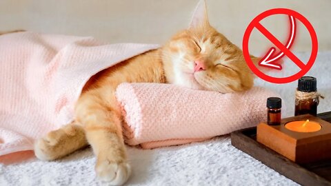 Relaxing Cat Massage Compellation Funny Cats 😹 - [try not to Laugh] 😂 - Funny Cats Life