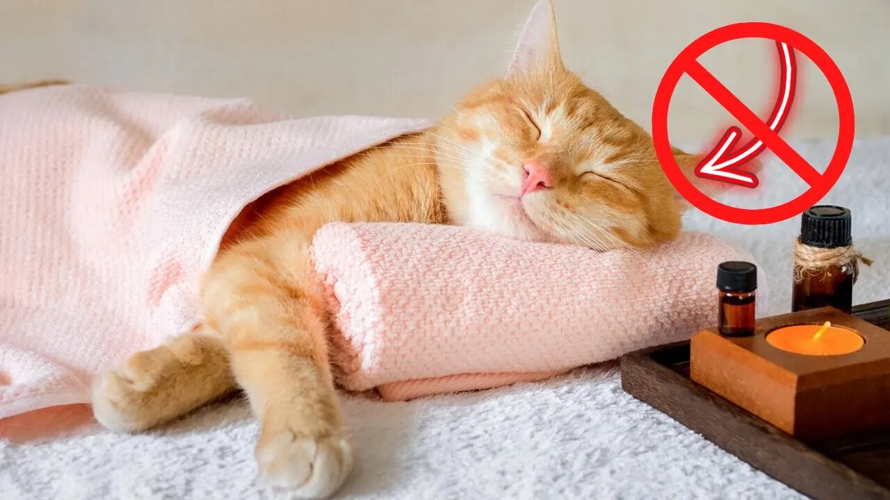 Relaxing Cat Massage Compellation Funny Cats 😹 - [try not to Laugh] 😂 - Funny Cats Life