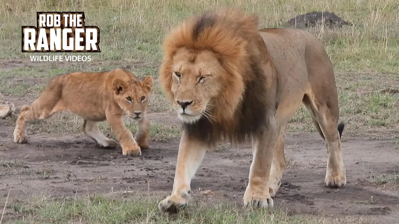 Lovely Lion Pride Getting Active | Lalashe Maasai Mara Safari