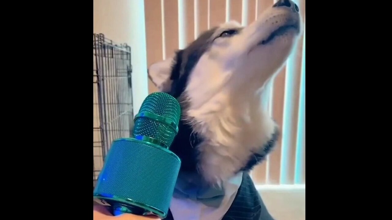Husky on Auto Tune πΆπ€