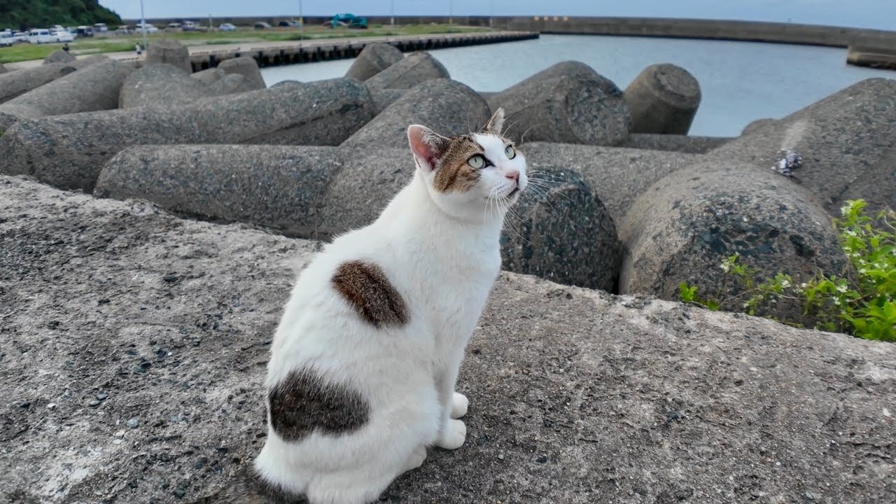 A cat on a tetrapod came over to me and started acting like a spoiled brat.