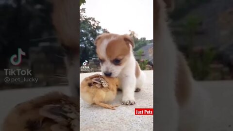 Cute Puppy Love #cute #shorts #viral #tiktok #funnyanimals