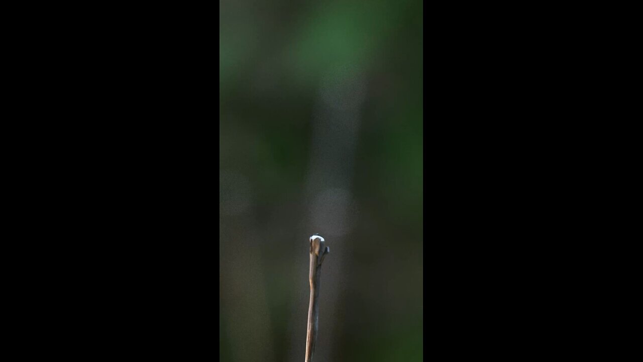 Dragon fly drinking