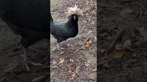 Rain MESSED up this chickens hairdo 😂 #animals #shorts