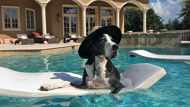 Great Dane in sun hat chills on pool floatie